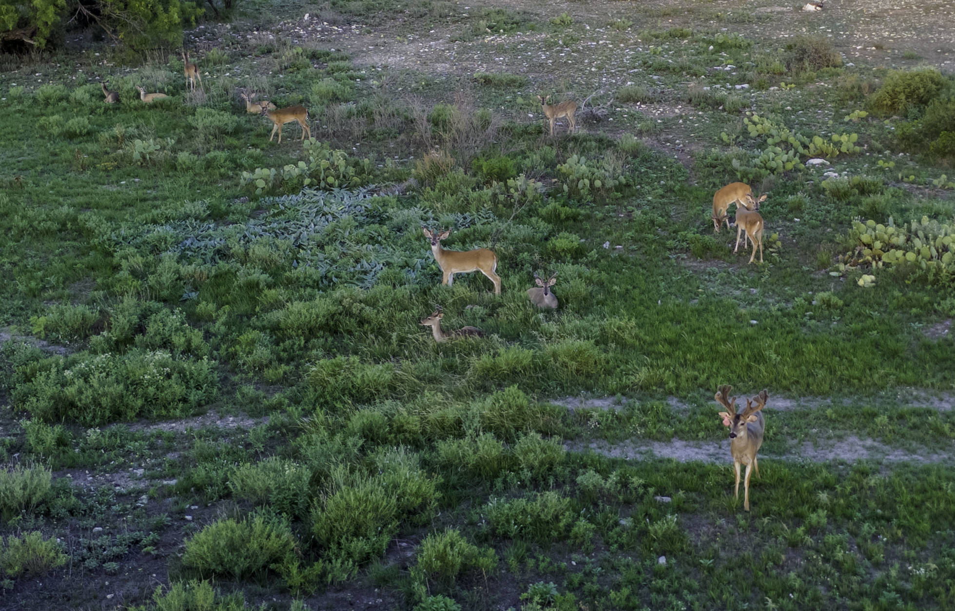 Aerial of deer
